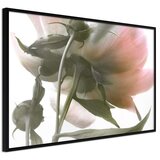  Poster - Under the Flower 90x60 Cijene