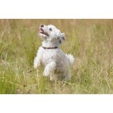 Trixie ogrlica protiv buva i krpelja za pse 60 cm | Eponuda.com