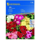 KIEPENKERL Sjeme cvijeća Plamenac Mix (Phlox drummondii, Raznobojna) | shoptok.hr
