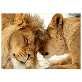  Samoljepljiva foto tapeta - Lion Tenderness 196x140 | shoptok.hr