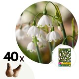 Plant in a Box Poletni veliki zvonček - 40 kos - Leucojum aestivium - Cvetne čebulice - Pamet, (21757020) | Shoptok.si