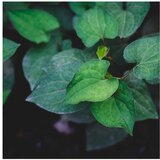 Rainforest houttuynia cordata Cene