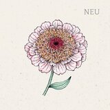 Jora Dahl Zinnia elegans "Zinderella Lilac" (cinija) Cene