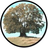 Pintdecor Zidni ukras Quercia | shoptok.hr
