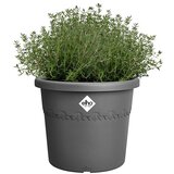 ELHO Algarve Cvetlični lonec Cilindro (Plastika, Antracit, Ø x V: 48 x 40 cm) | Shoptok.si