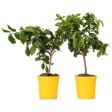 Plant in a Box limona - 2 kos - citrus limon - višina 60-70cm - ⌀19cm, (21757634) Cene