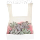 Plant in a Box eševerija 'diy mix' - 5 kos - echeveria lilacina - višina 7cm, (21757973) Cene