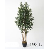  Stablo masline visina 150cm Cene