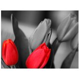  Tapeta - Red tulips on black and white background 250x193 | shoptok.hr