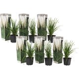 Plant in a Box pampaška trava - 6 kos - cortaderia selloana - višina 25-40cm - ⌀9cm, (21757813) | Shoptok.si