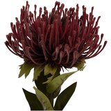 PT LIVING Umetna rastlina (višina 60 cm) Protea – | Shoptok.si