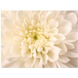  Tapeta - White dahlia 200x154 | shoptok.hr