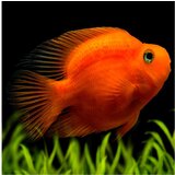 Akvarijum Centar red blood parrot | ePonuda.com