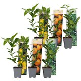 Plant in a Box mešanica citrusov - 6 kos - citrus limon - višina 25-40cm - ⌀9cm, (21757413) | Shoptok.si