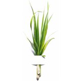 Garnier Bio Fresh Lemongrass čistilni gel za normalno in mešano kožo 150 ml za ženske | Shoptok.si