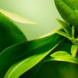 Origins A Perfect World Antioxidant Moisturizer with White Tea zaščitna dnevna in nočna krema za obraz 50 ml za ženske | Shoptok.si