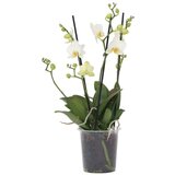 Plant in a Box falenopsis - phalaenopsis multiflora - višina 35-45cm - ⌀12cm, (21757976) Cene