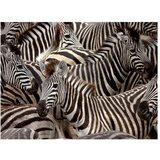  Tapeta - Herd of zebras 300x231 | shoptok.hr