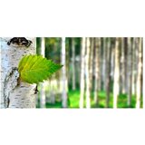  Tapeta XXL - Birch leaf 550x270 | shoptok.hr