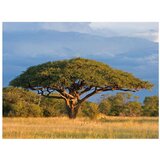  Tapeta - African acacia tree Hwange National Park Zimbabwe 350x270 | shoptok.hr