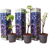 Plant in a Box vinska trta - 3 kos - vitis vinifera 'cabernet franc' - višina 25-40cm - ⌀9cm, (21757570) Cene
