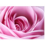 Tapeta - Pink rose 400x309 | shoptok.hr