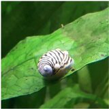 Akvarijum Centar Theodoxus danubialis - Dunavska nerita | ePonuda.com