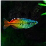 Akvarijum Centar Melanotaenia bosemani-duga | ePonuda.com