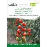 BIO češnjev paradižnik "Tiamarie" - 1 pkt. | Shoptok.si