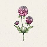  Oblocvetna gomfrena "Rose" | Shoptok.si