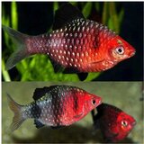 Akvarijum Centar pethia nigrofasciata | ePonuda.com