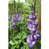 Royal De Ree Gladiolus P Blue Isle 8/1 cene