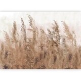 Artgeist Fototapeta Tall Grasses, 200x140cm | Shoptok.si