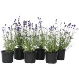Plant in a Box lavendin - 6 kos - lavandula angustifolia - višina 10-15cm - ⌀10,5cm, (21757317) Cene