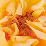 Mömax Vrtnica Rose Ii -Paz- | Shoptok.si