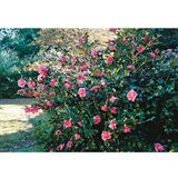  Camellia jap. Mix - c7 l - 40/60 cm | ePonuda.com