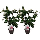 Plant in a Box japonska kamelija - 2 kos - camellia japonica 'bonomiana' - V50-60cm - ⌀15cm, (21757424) Cene