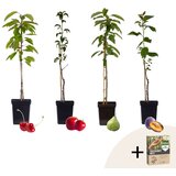 Plant in a Box mešanica sadnega drevja - 4 kos - malus, pryus, prunus - višina 60-70cm - ⌀9cm, (21757370) Cene