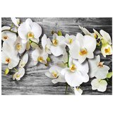  Tapeta - Callous orchids III 350x245 | shoptok.hr
