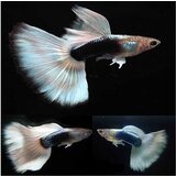 Akvarijum Centar Platinum tuxedo guppy Cene