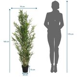 MID.YOU Umetna Rastlina Bambus | Shoptok.si