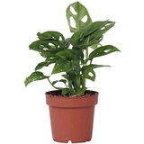Plant in a Box opičji list - monstera adansonii 'monkey mask' - višina 25-30cm - ⌀12cm, (21758289) | Shoptok.si