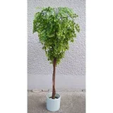 zeleno sitnolisno stablo 140cm A19964