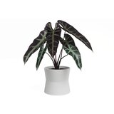 Artevasi Keramička tegla za cvijeće ø 14 cm Diana – | shoptok.hr