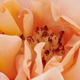 Mömax Vrtnica Rose Ii -Paz- | Shoptok.si