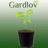 Gardlov plastične posude za sadnice 2 l, set od 500 kom. | shoptok.hr