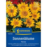 KIEPENKERL Sončnica "Pacino" - 1 pkt. Cene