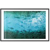  Plakat - Group of Dark Fish 90x60 Crni okvir s margom | shoptok.hr