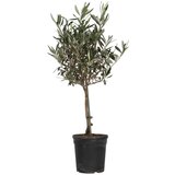 Plant in a Box oljka - olea europaea - višina 60-70cm - ⌀17cm, (21757486) Cene