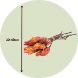 Plant in a Box posušeno cvetje - 5 kos - bouquet 'protea pendula red' - šopek, (21758334) | Shoptok.si